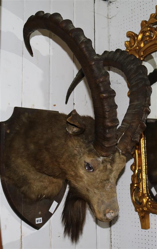 Taxidermy mountian goat head